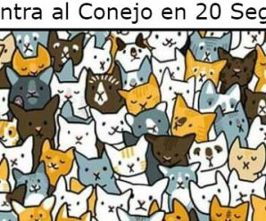 Encuentra el Conejo en 20 Segundos