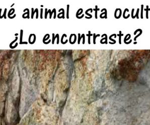 Reto para Expertos: Descubre al animal que se Esconde