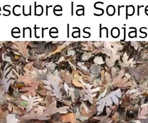 Descubre la Sorpresa Entre las Hojas.